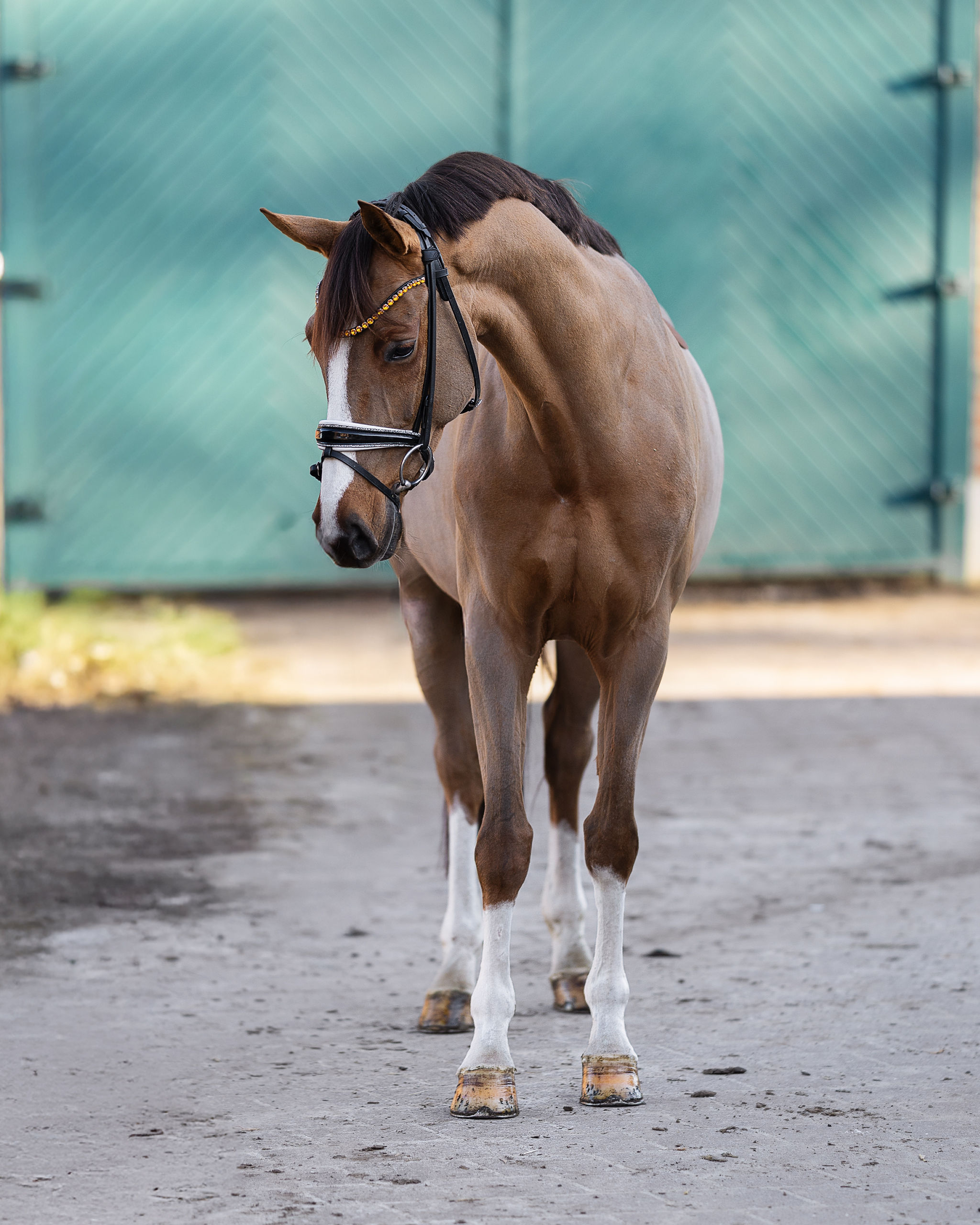 Hengst Castle Creek x Quintero