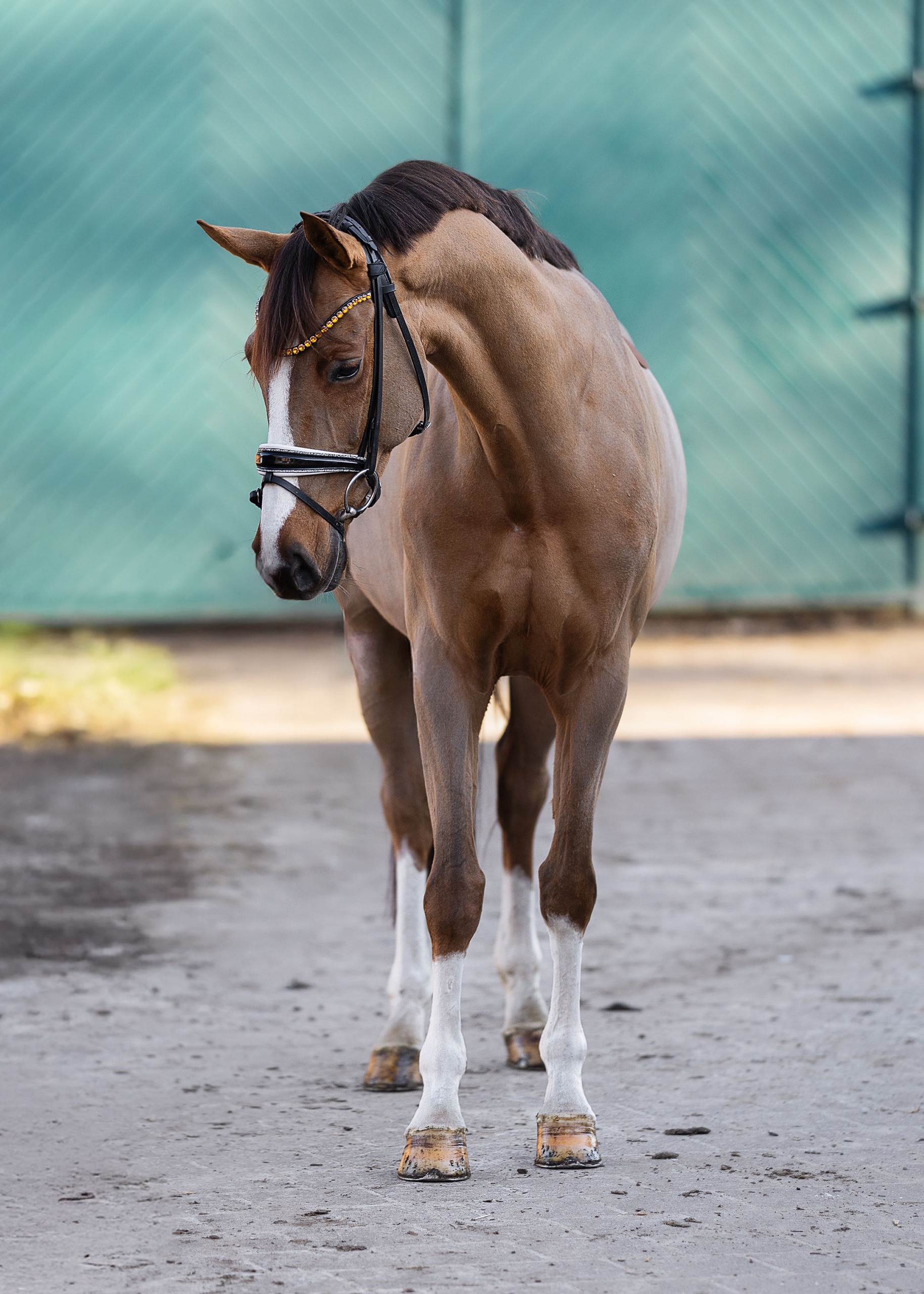 Hengst Castle Creek x Quintero